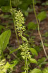 Slender wild basil